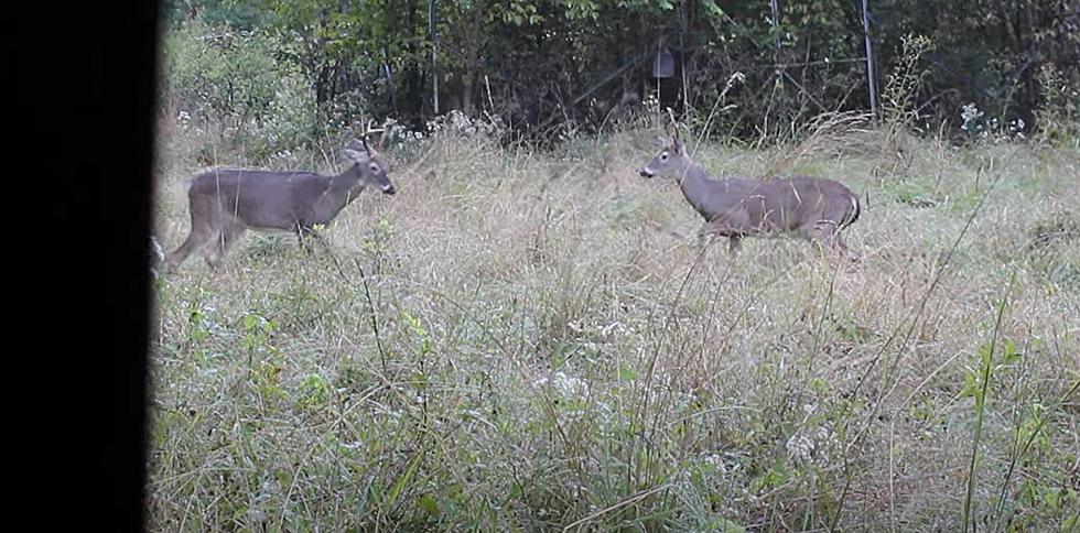 Two Missouri Bucks Caught Fighting Head to Head on Video