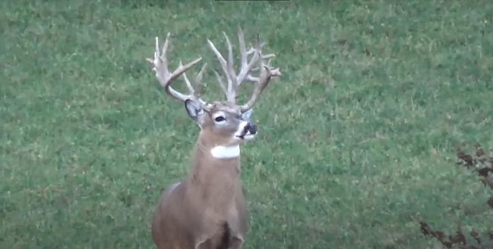 One of the biggest bucks I have ever seen on Video in Illinois