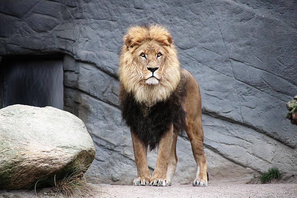 State of the Art $41 Million Lion Habitat Opens at Illinois Zoo