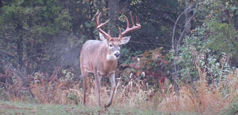 Video of what looks like one of the largest Bucks in Illinois