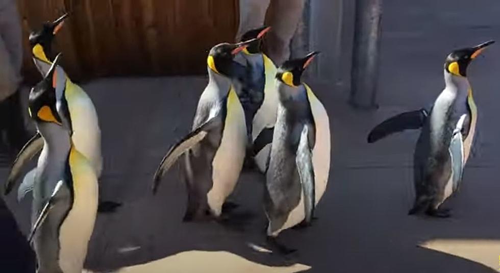 Cuteness Overland is Coming with Missouri Zoo’s Penguin March