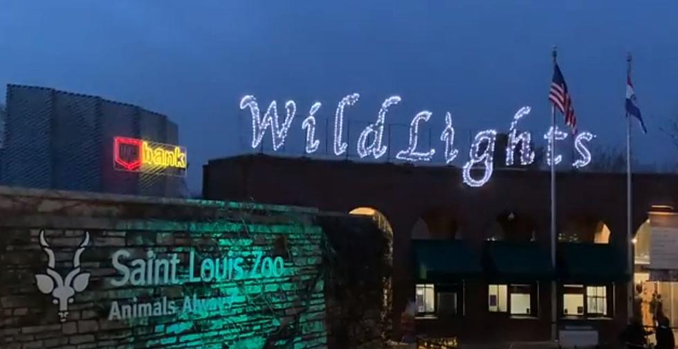 Help the St. Louis Zoo Become The Best Holiday Zoo Lights To Visit