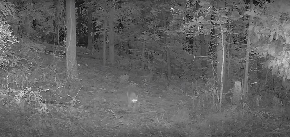 Eerie Night Video of a Bobcat walking through woods in Missouri