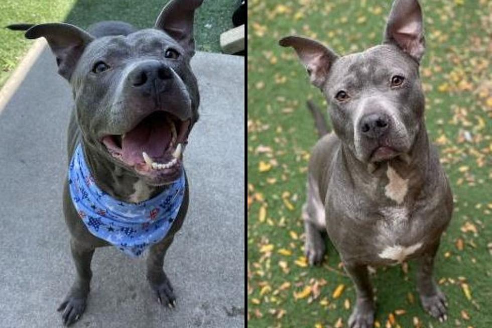 Hank Has Been at Quincy Humane Society 300 Days