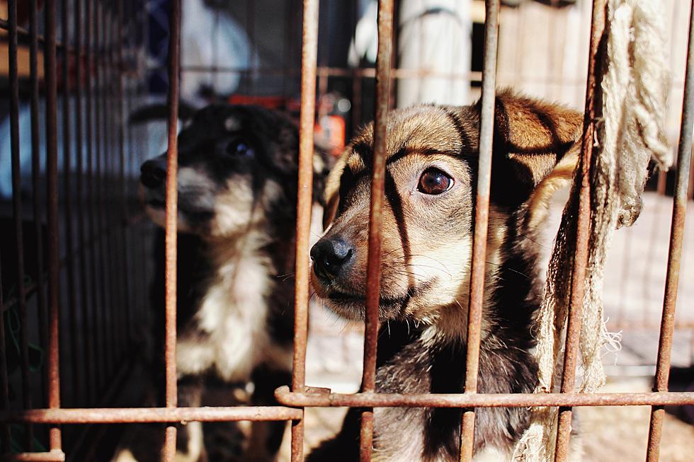 Missouri Humane Society Rescues Over 40 Dogs From Puppy Mill