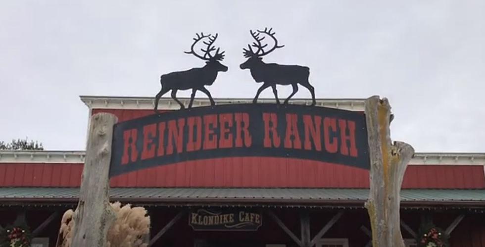 Get Up Close and Personal at Illinois Reindeer Ranch