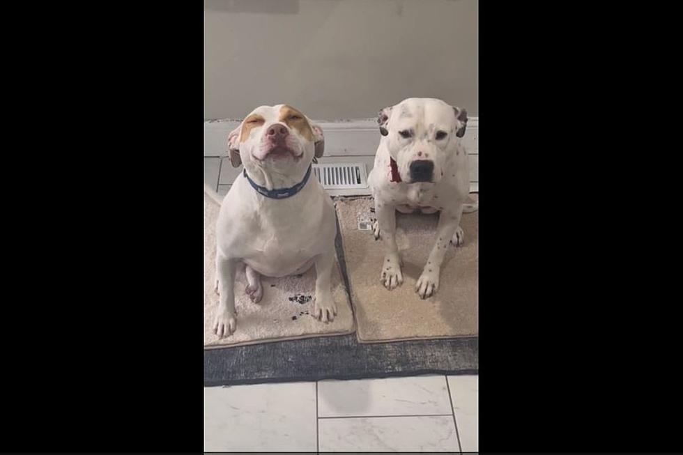 Watch 2 Dogs Reaction After Eating Edibles &#8211; One is REALLY Happy