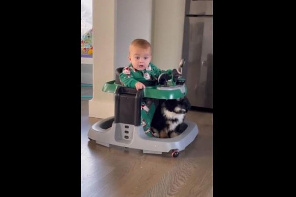 Watch As Adorable Puppy Playfully Goes Everywhere Toddler Goes