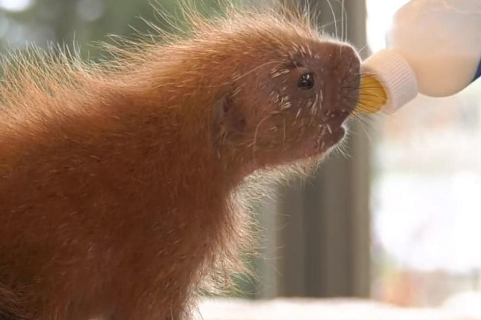 Adorable Baby Porcupine Makes Debut at Illinois Zoo