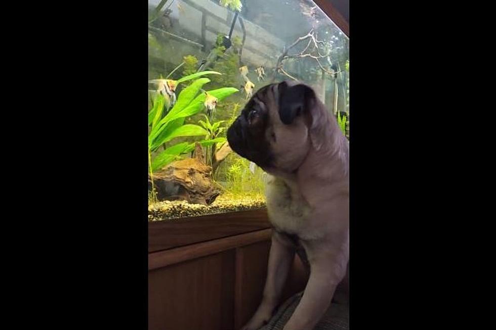 Watch Cute Pug Try and Bite Fish Through Aquarium Glass