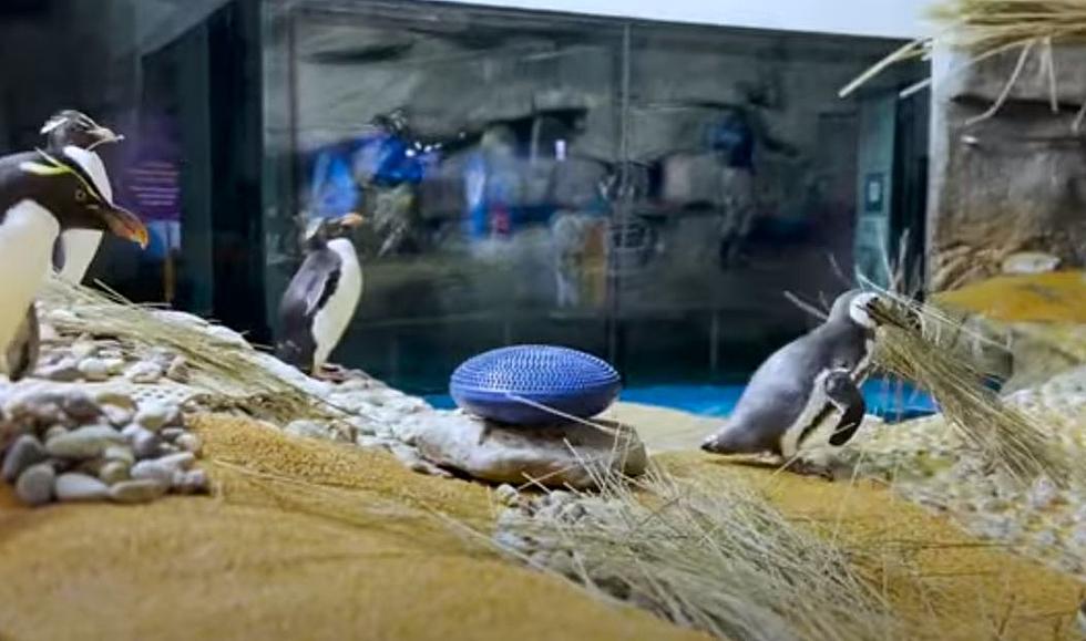 Straw Stealing Penguins Begin to Nest of Illinois Aquarium