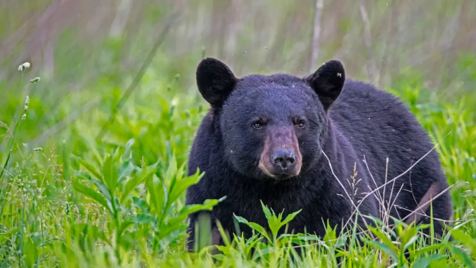 A warning has been issued in Missouri to look out for Bears