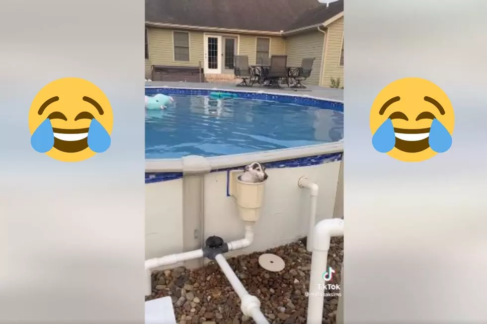 Illinois Dog Shows Everyone The Proper Way To Get Out of A Pool