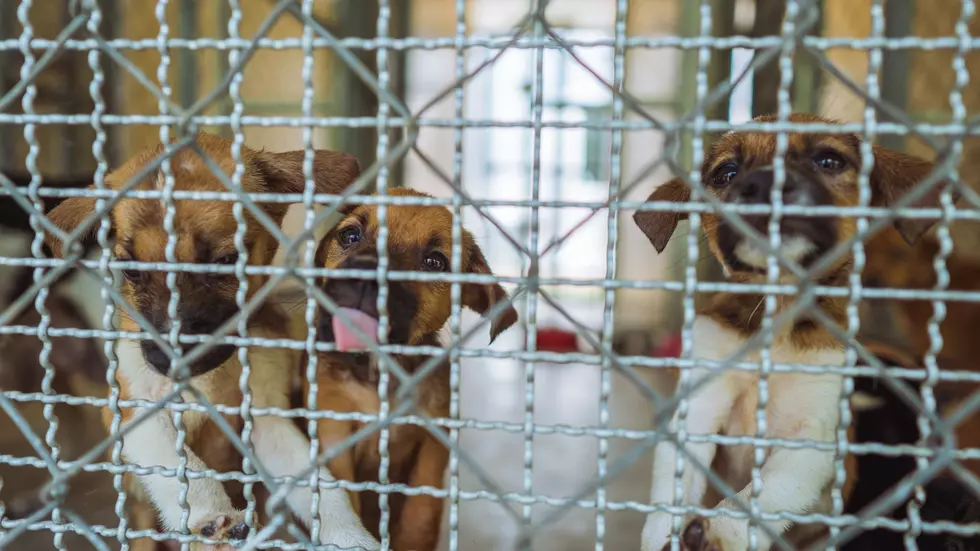 Missouri's Puppy Mill problem is a Disgrace to a the entire State
