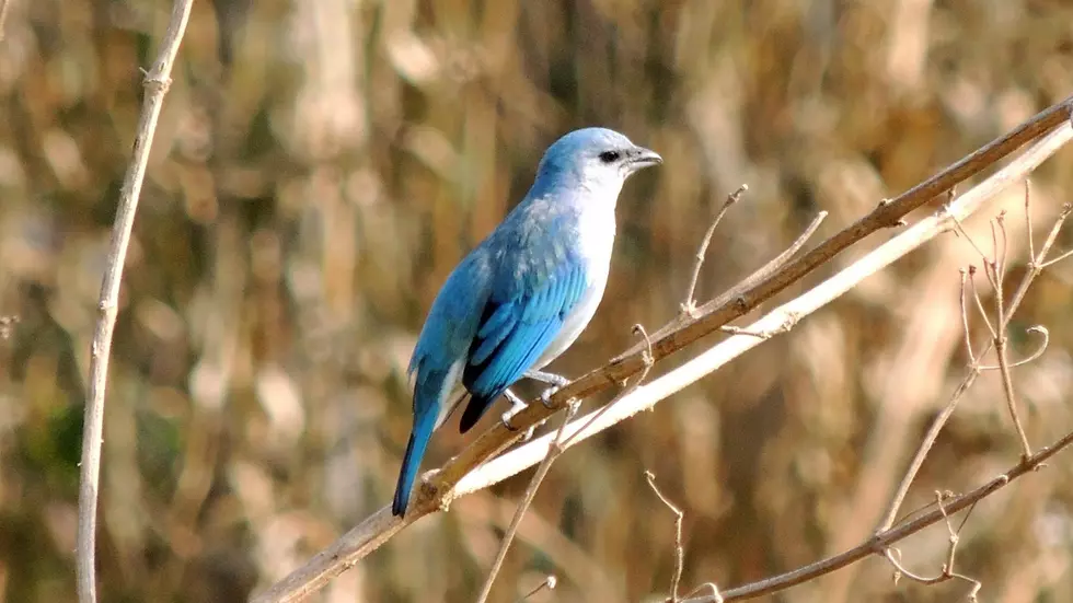 Illinois is hoping to help Bluebirds thrive again in the State