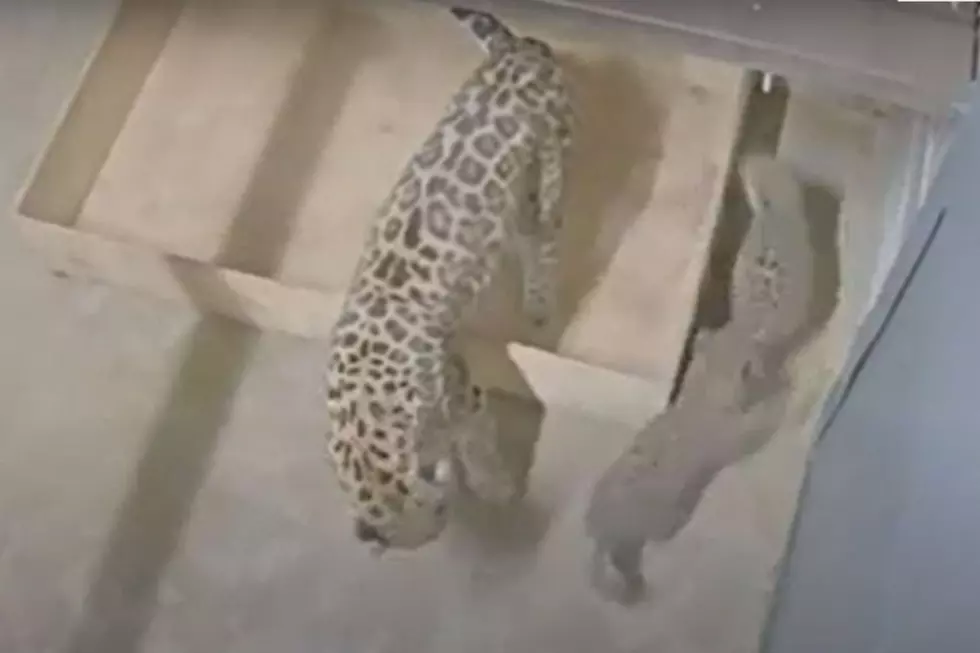 Adorable Leopard Cub Twins Get The Zoomies at Missouri Zoo
