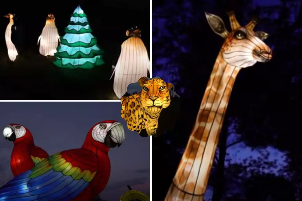 MO Zoo To Hold Largest Lantern Festival of Its Kind in Midwest