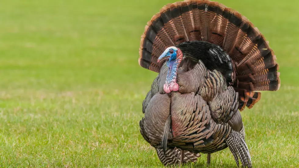 A Website Ranks Missouri as a Top 5 State for Turkey Hunting