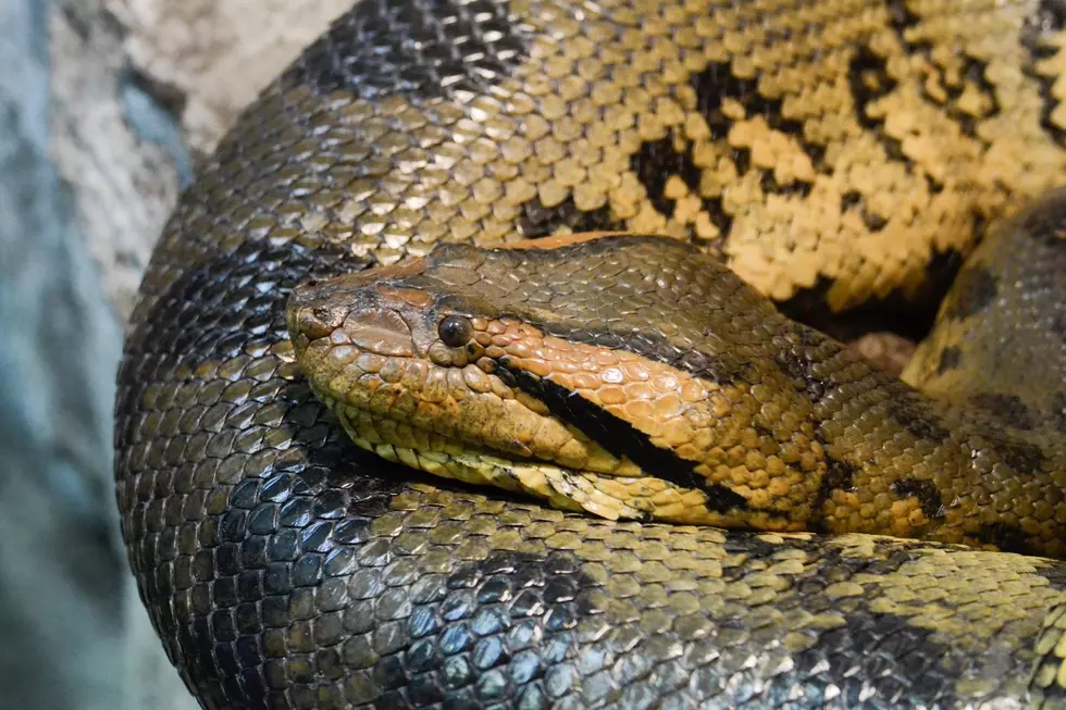 Missouri Zoo Announces Loss of Beloved Anaconda J-Lo