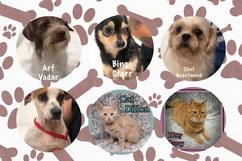 Local Humane Society Gives Adoptable Pets Fun & Unique Names
