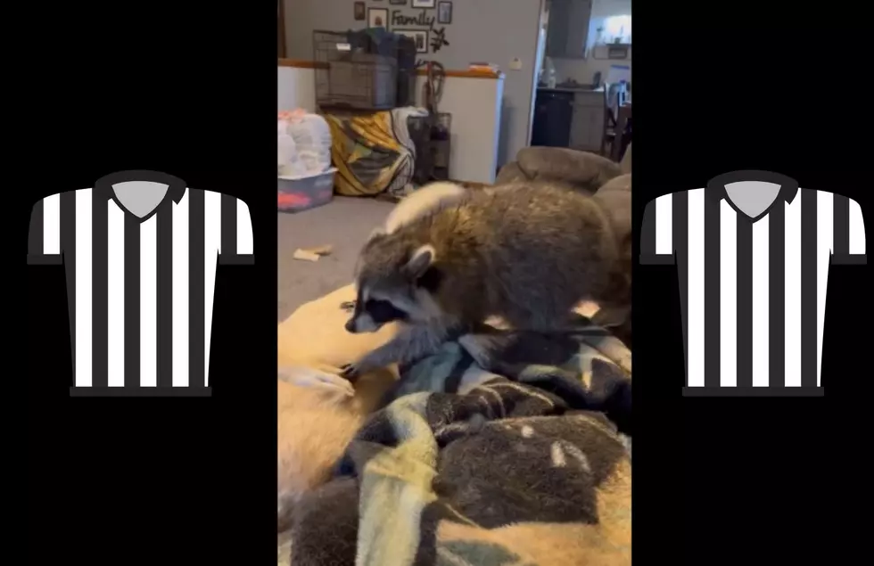 Pet Raccoon Tires To Keep The Peace Between Dog Friends