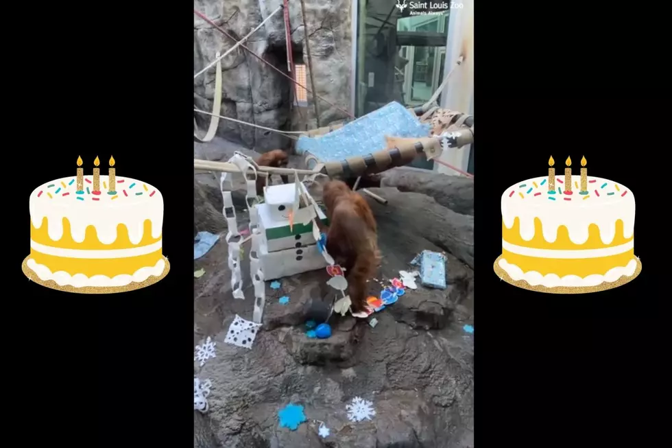 Adorable Missouri Zoo Orangutan Skates Into 8 with Birthday Party