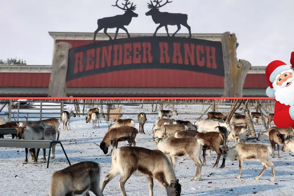 Magical Reindeer Ranch Gets You Close to Santa’s Biggest Helpers