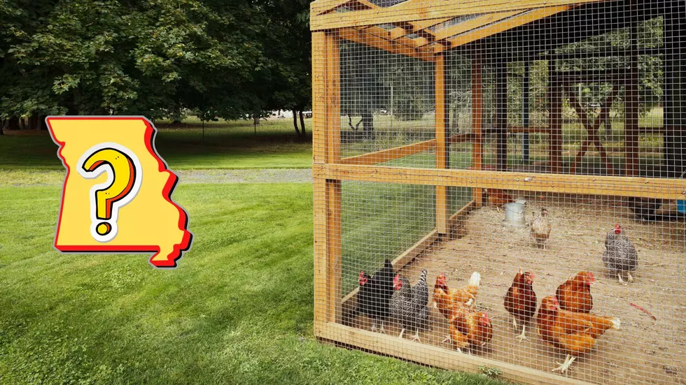 Can You Have Backyard Chickens in Missouri Cities? – It Depends