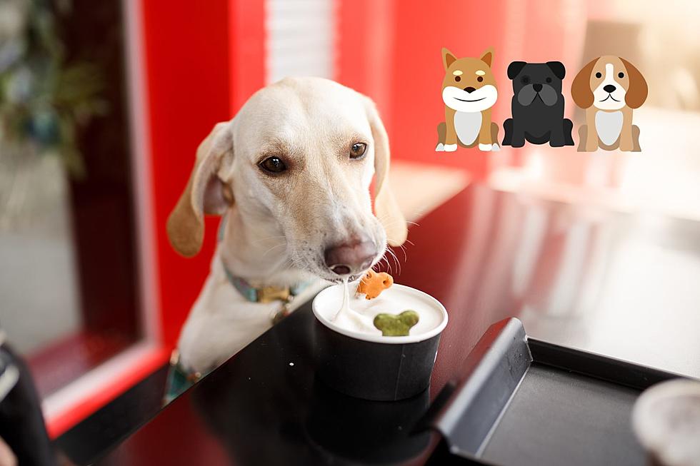 Yelp Names The Top Dog Friendly Restaurants in the Tri-States