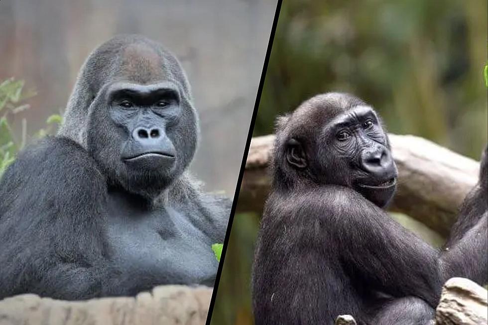 New Silverback Gorilla Ready to Meet Guests at Illinois Zoo