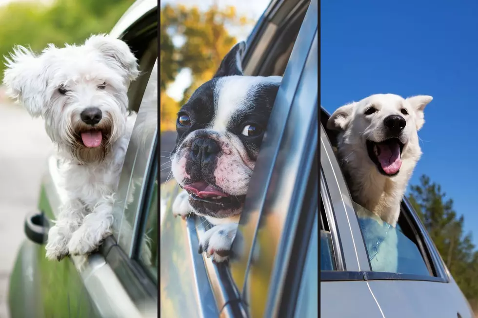 Legally in Missouri Can Dogs Hang Their Heads Out Car Windows?