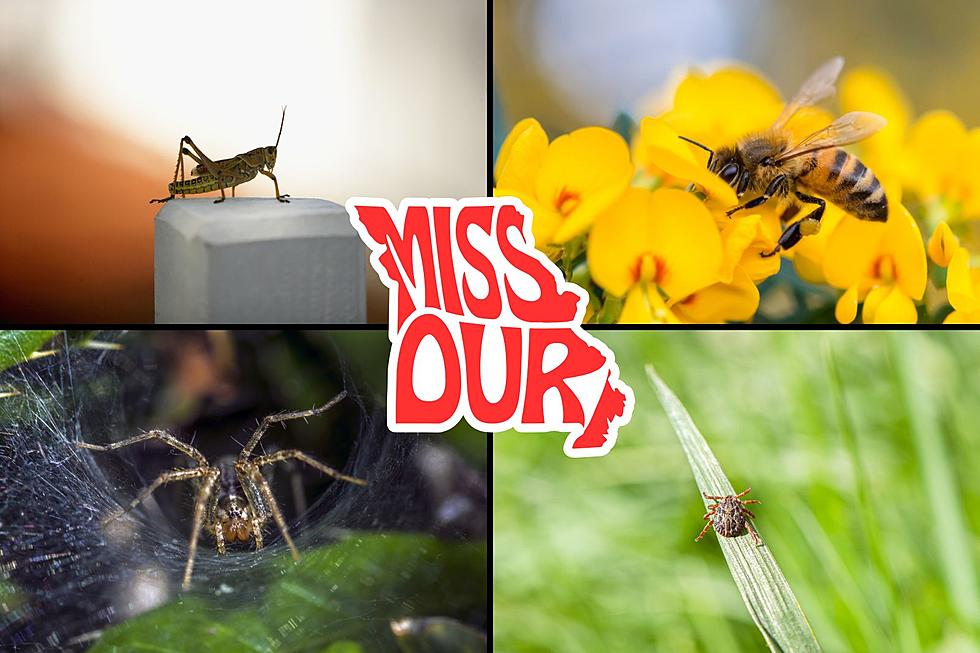 Some of the Most Common Bugs You Will See in Missouri This Spring