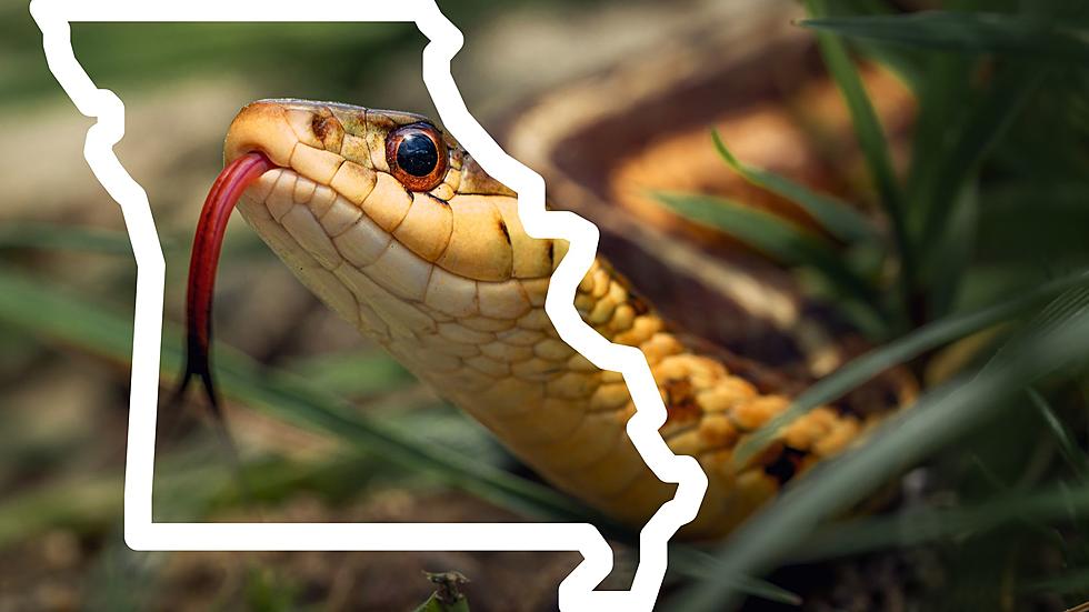 Watch a YouTuber Hunt for Snakes in Missouri