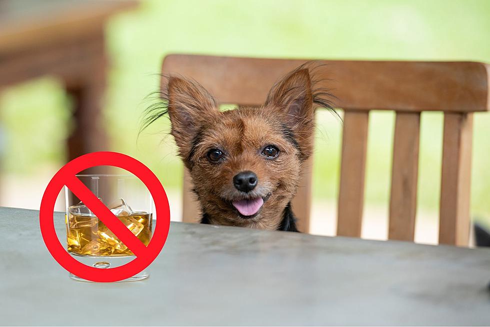 Ruh-roh! It&#8217;s Illegal in This Illinois City to Give a Dog Whiskey