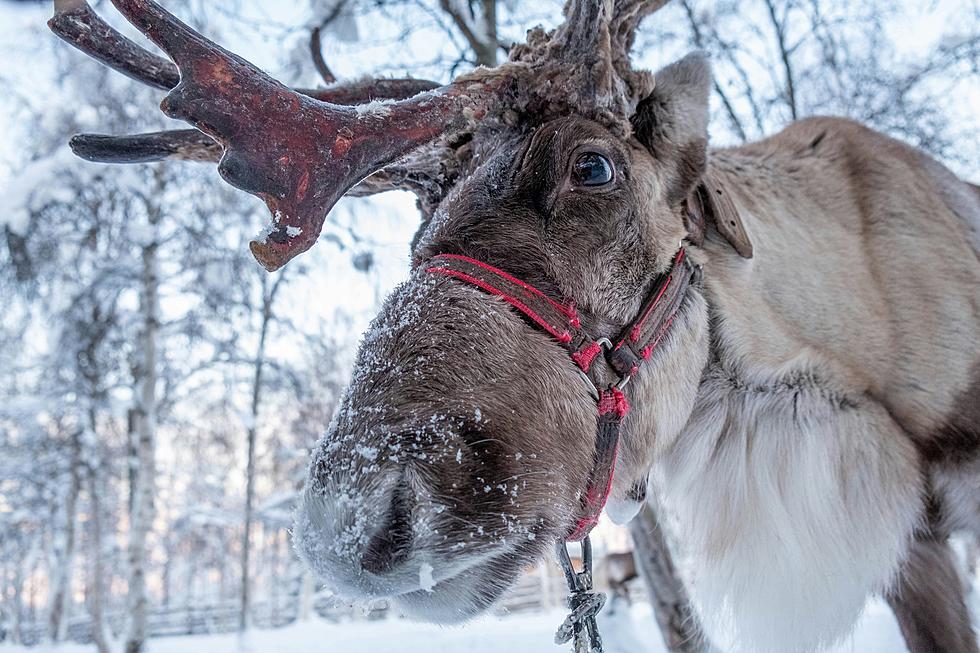 Experience the Magic at this Illinois Reindeer Farm this Holiday
