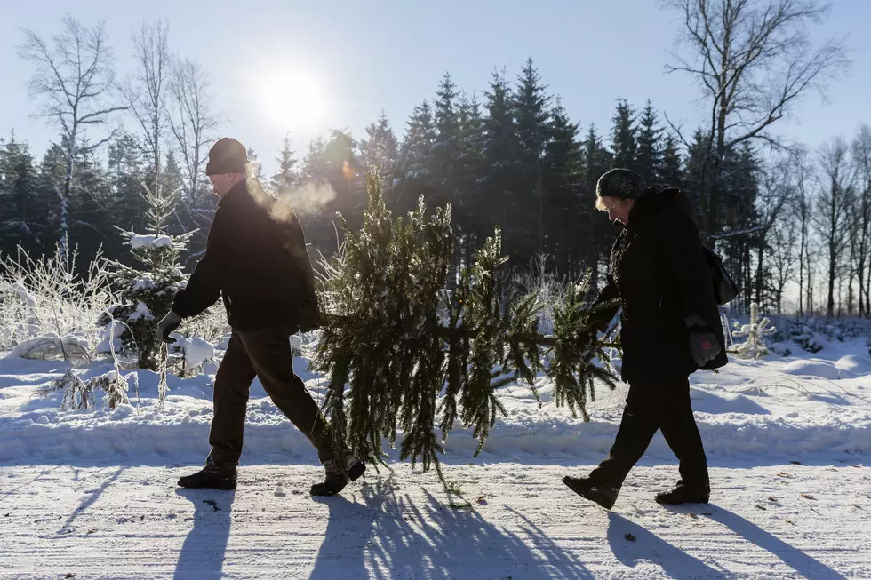 Check Out These Tips When Buying a Live Christmas Tree