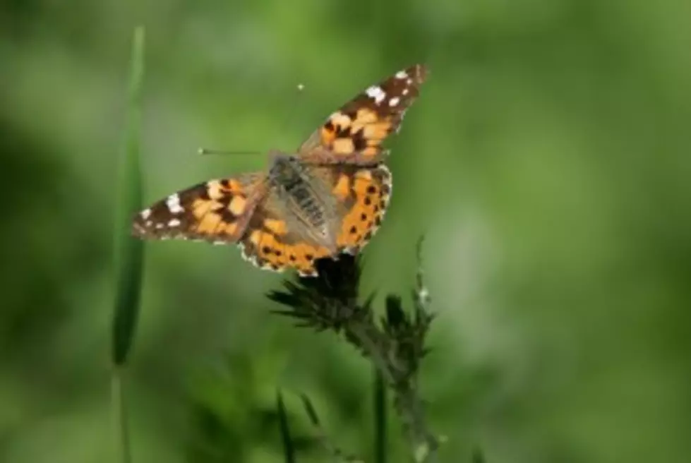 1st Annual Butterfly Release Set for Pittsfield, Carrollton and Quincy