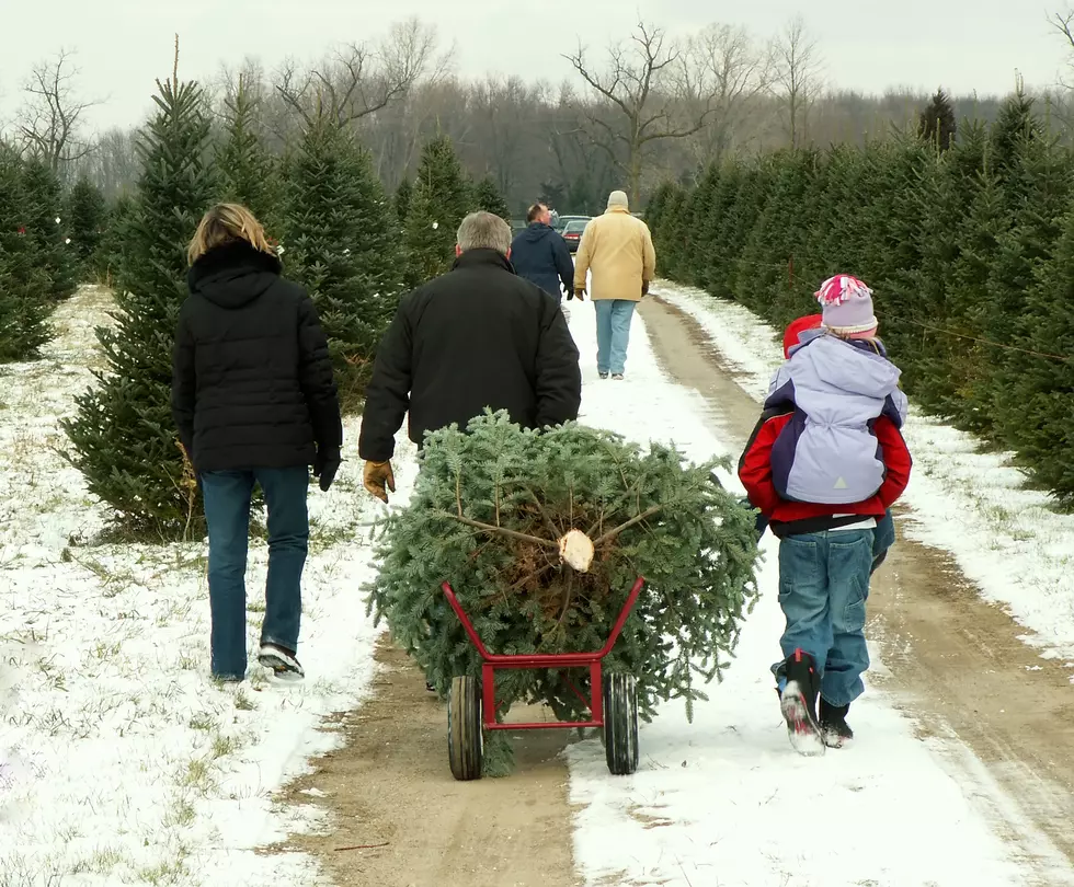 Where Can You Find Choose-and-Cut Christmas Trees Near Quincy, IL?