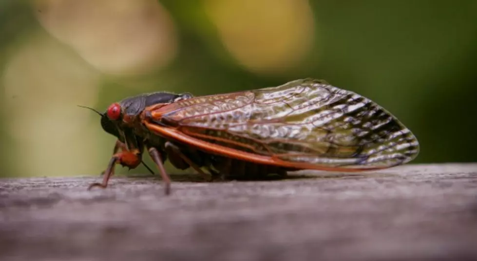 Everything You Ever Wanted to Know About Cicadas