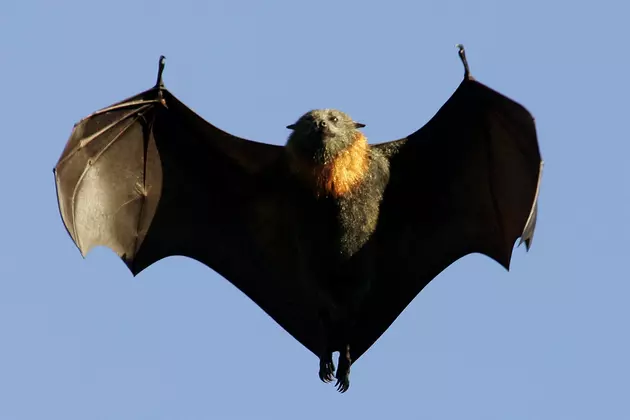 Hannibal to Hold First Ever &#8216;Bat Festival&#8217;