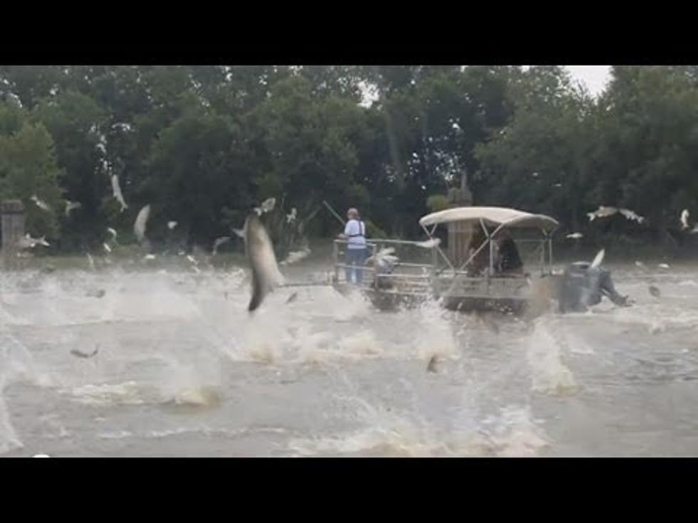 Asian Carp in the Mississippi River May Have Met Their Match