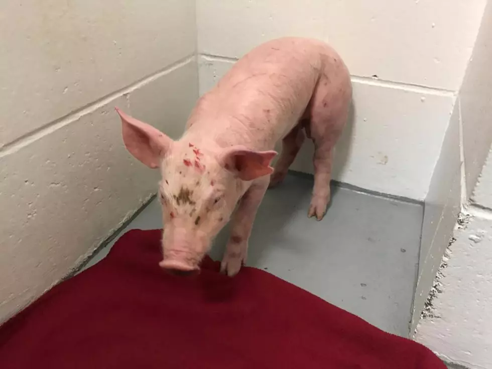 Quincy Police Need Your Help Finding Pig Owner