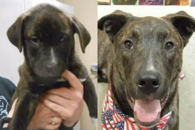 This Quincy Humane Society Pup Is Looking For A Christmas Miracle