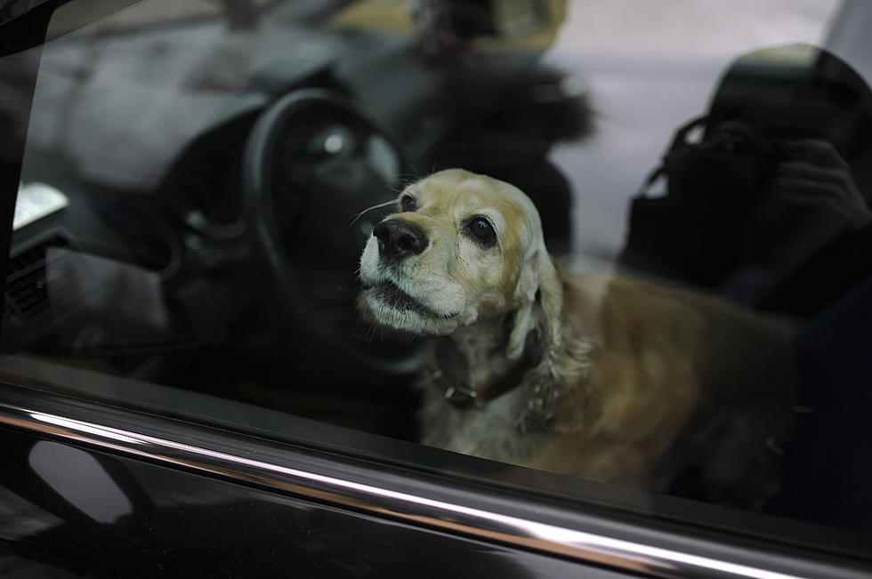 Can You Break A Window To Save A Dog From A Hot Car In Illinois?