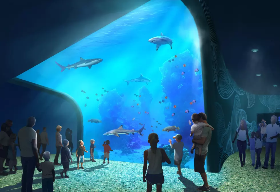 St. Louis Aquarium Reopening Next Week