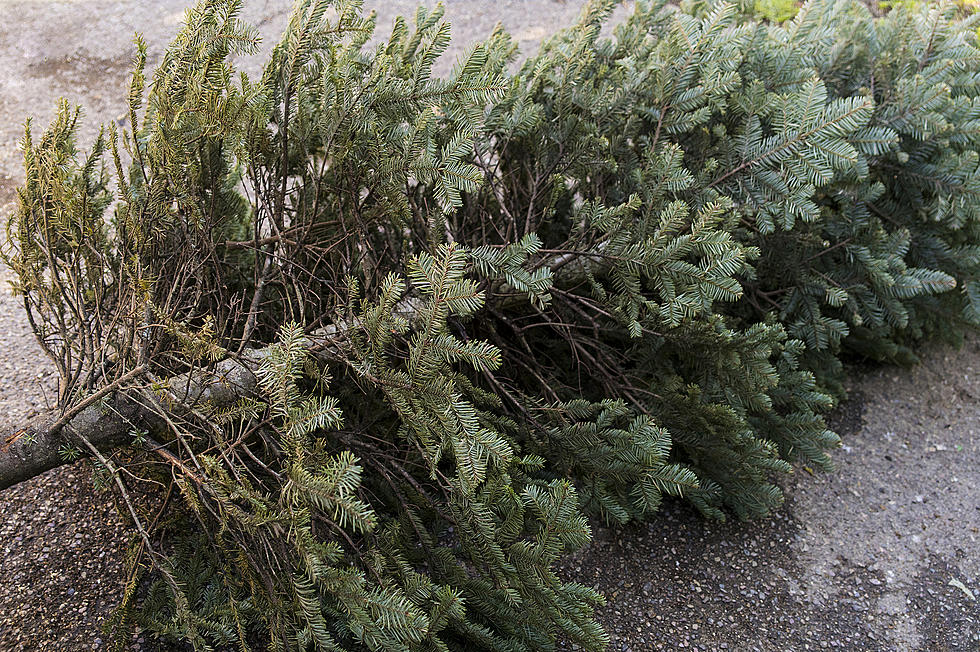 Need Your Christmas Tree Picked Up?