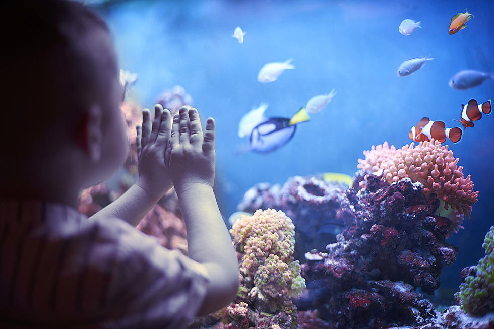 St. Louis Aquarium Sets Grand Opening Date