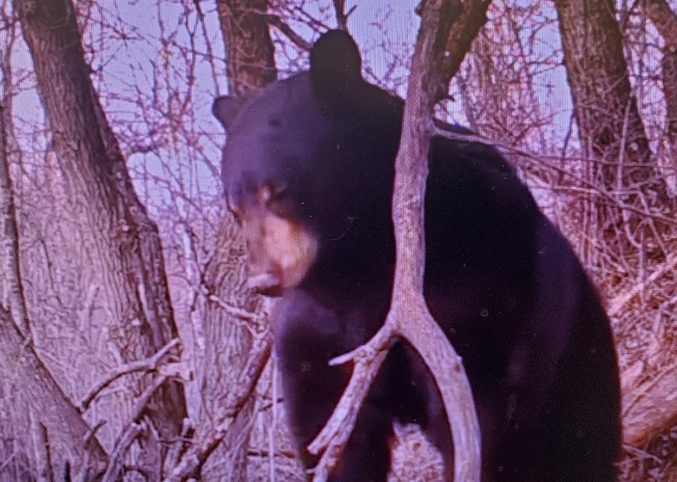 Black Bear Spotted in West-Central Illinois