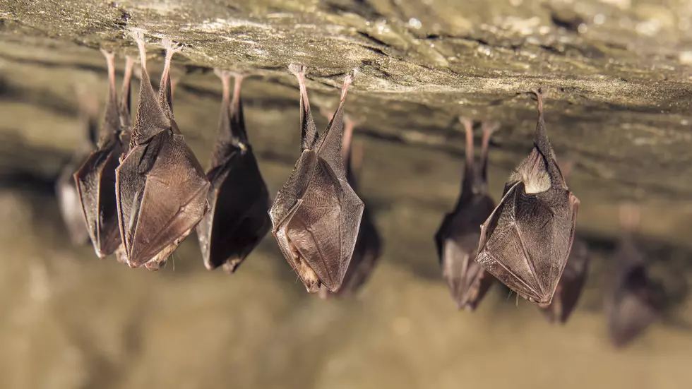 Endangered Bats Swarming in Hannibal