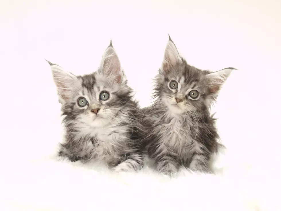 Quincy Humane Society to Host Meowers Kitten Shower